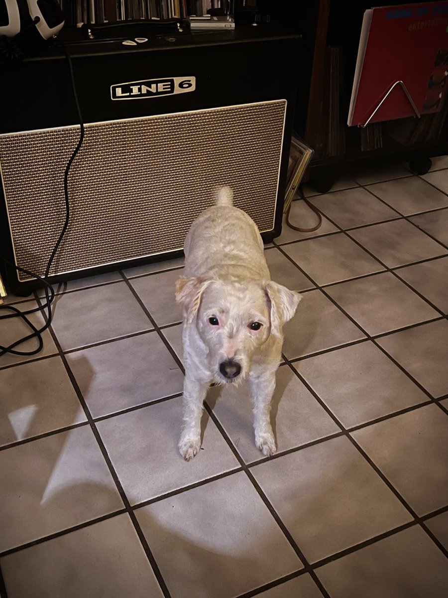 SwizzDeetz's tweet photo. Happy Tuesday! 
#musicplease #gangoffour #dogsarethenest #justfortoday https://t.co/TraIDhR298
