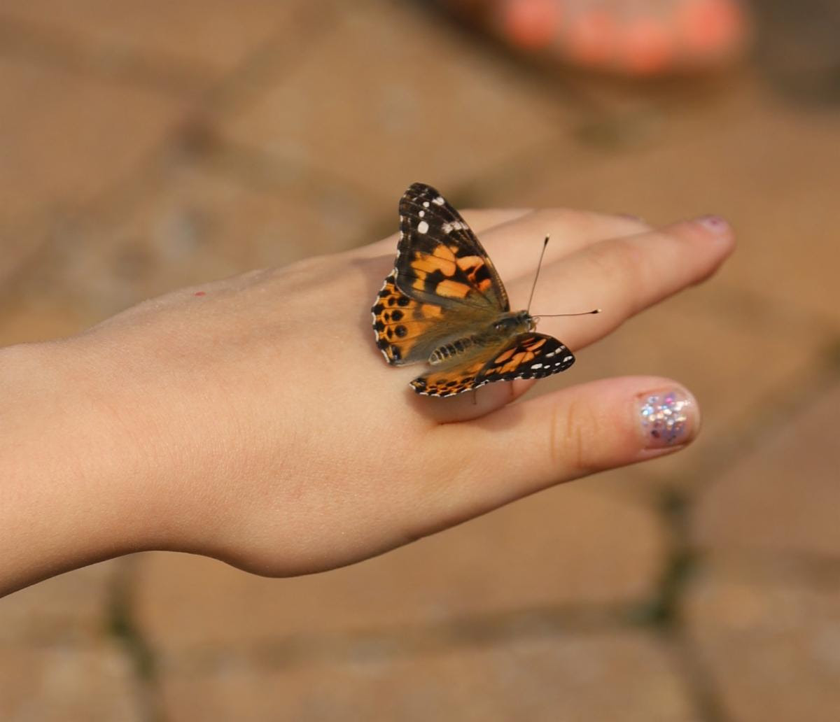 westminster_va's tweet photo. Westminster’s 1st graders held a ceremony, gathering around the island fountain to watch butterflies they raised take wing. During their life science unit, they learned all about butterflies and life cycles! 🦋🌎
#westminsterschoolva #wsgriffins https://t.co/JIPhIIy0zL
