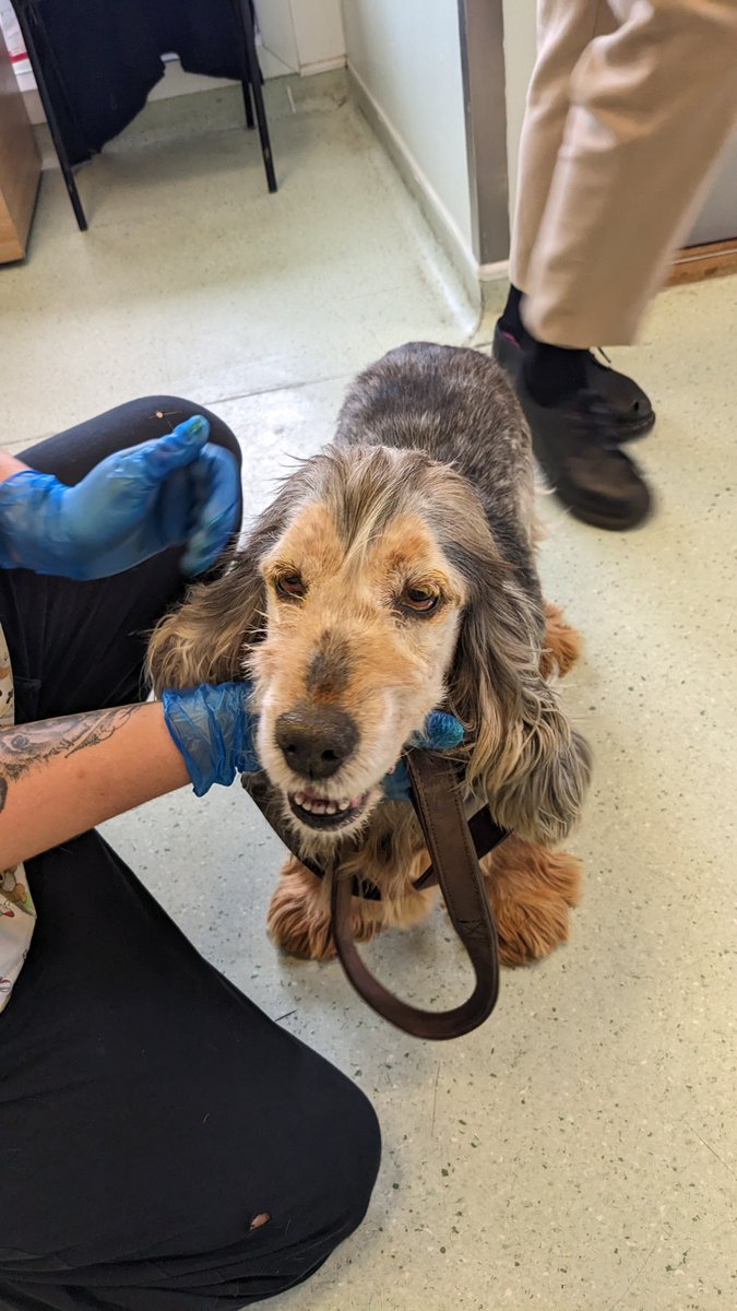 Please retweet to HELP FIND THE OWNER OF THIS STRAY DOG FOUND #UXBRIDGE #HILLINGDON #LONDON #UK 

Adult, female Spaniel found May 15. Now in a council pound, she could be missing from another region. PLEASE SHARE 🌟

DETAILS 👇
lostdogsuk.co.uk/lost-dogs/
#dogs #Spaniels #Missing