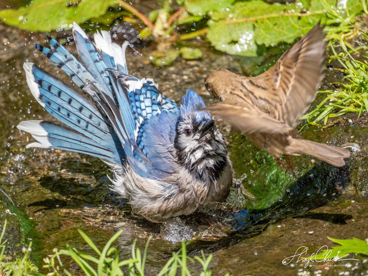 DiveArtist's tweet photo. “Get out of my bath NOW, and stay out!” — said the Bluejay to the sparrow at the Bathing Rick on Sunday. He was so mad that he continued to scream even after that poor sparrow flew away! #bluejayandsparrow #birdcpp #dontmesswithme #bathingbirds https://t.co/l4cQdKvkvH