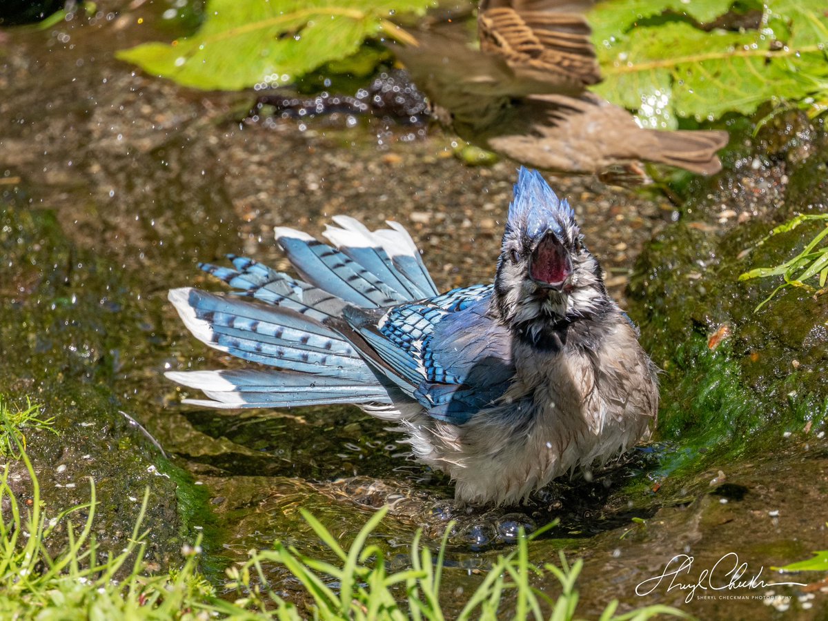 DiveArtist's tweet photo. “Get out of my bath NOW, and stay out!” — said the Bluejay to the sparrow at the Bathing Rick on Sunday. He was so mad that he continued to scream even after that poor sparrow flew away! #bluejayandsparrow #birdcpp #dontmesswithme #bathingbirds https://t.co/l4cQdKvkvH