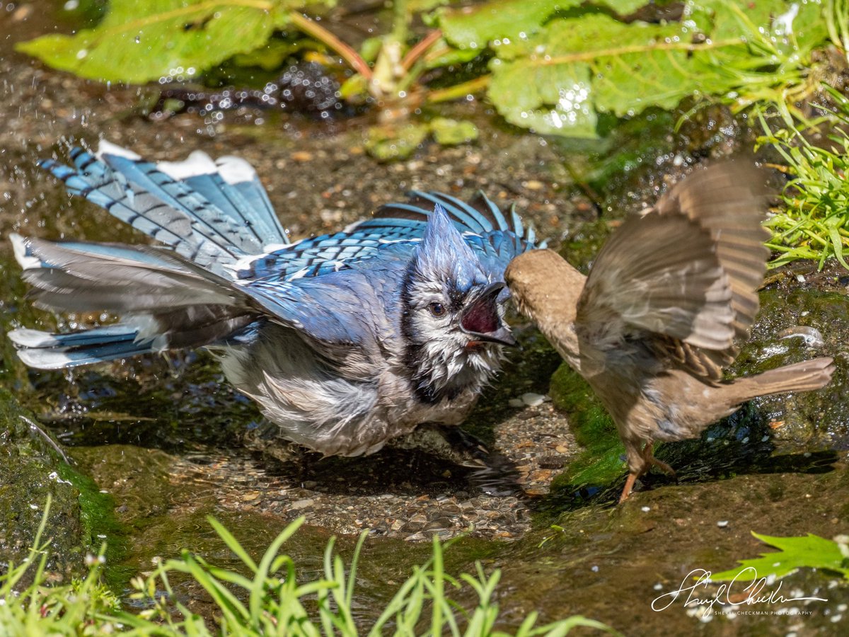 DiveArtist's tweet photo. “Get out of my bath NOW, and stay out!” — said the Bluejay to the sparrow at the Bathing Rick on Sunday. He was so mad that he continued to scream even after that poor sparrow flew away! #bluejayandsparrow #birdcpp #dontmesswithme #bathingbirds https://t.co/l4cQdKvkvH