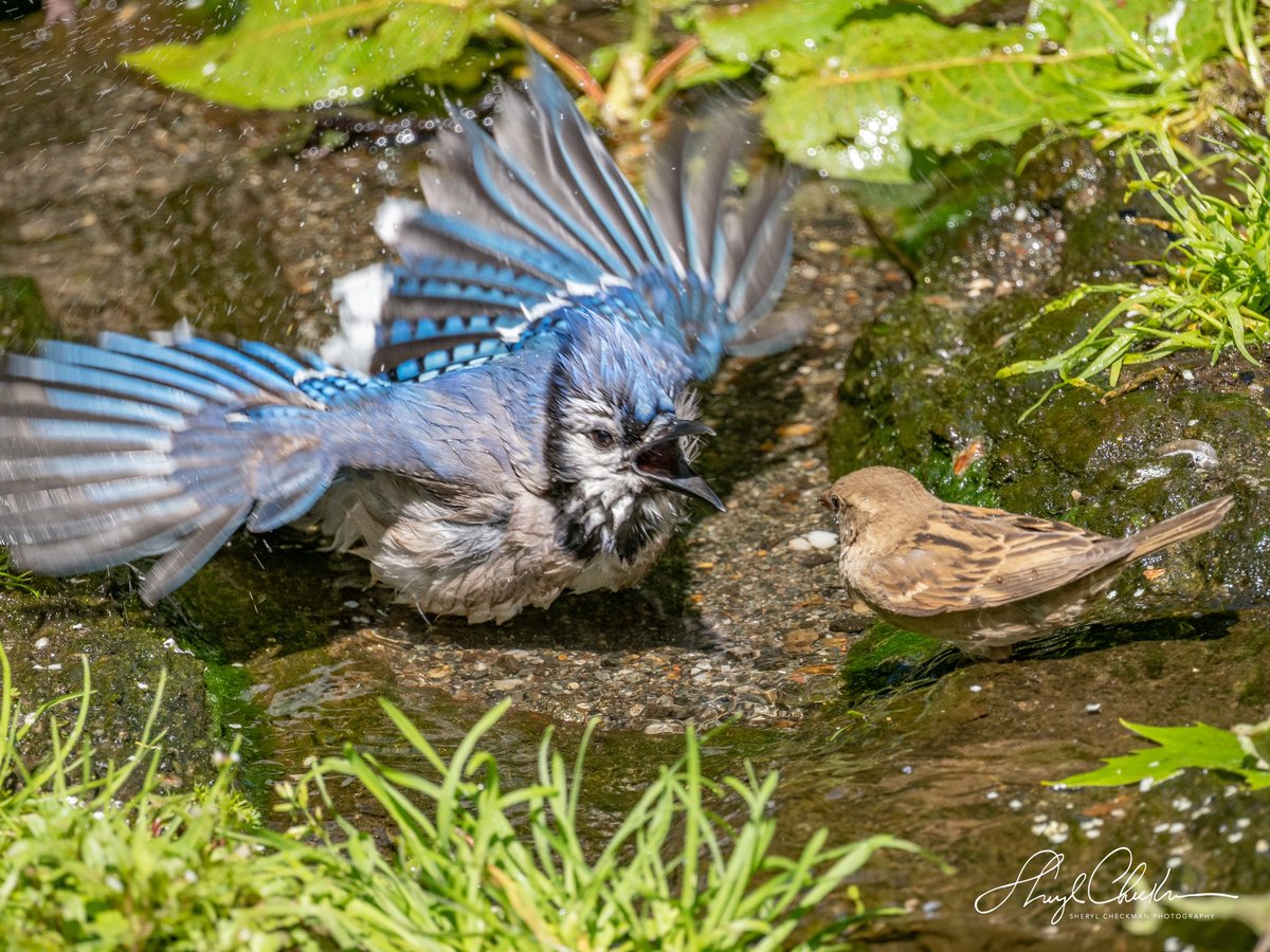 DiveArtist's tweet photo. “Get out of my bath NOW, and stay out!” — said the Bluejay to the sparrow at the Bathing Rick on Sunday. He was so mad that he continued to scream even after that poor sparrow flew away! #bluejayandsparrow #birdcpp #dontmesswithme #bathingbirds https://t.co/l4cQdKvkvH