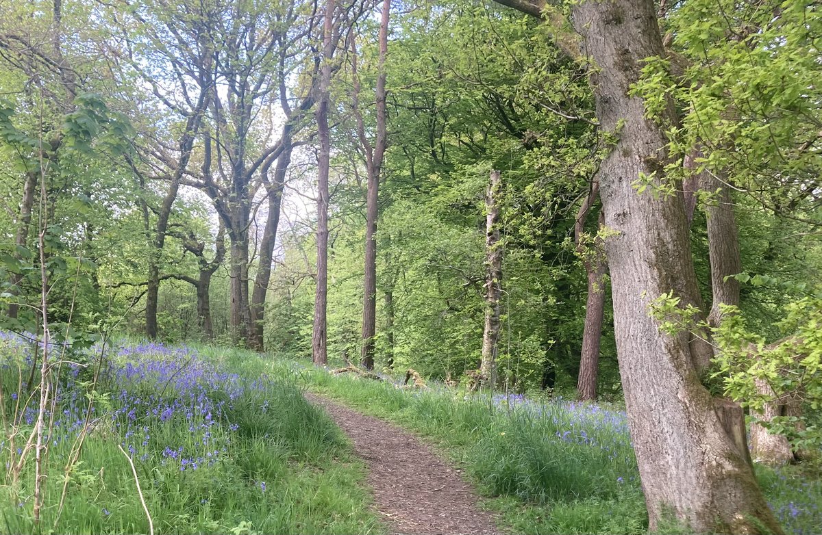 ColFras's tweet photo. Bluebells in full bloom at Gartcosh Nature Reserve

#Gartcosh
#Nature https://t.co/NpL7XhHBnE