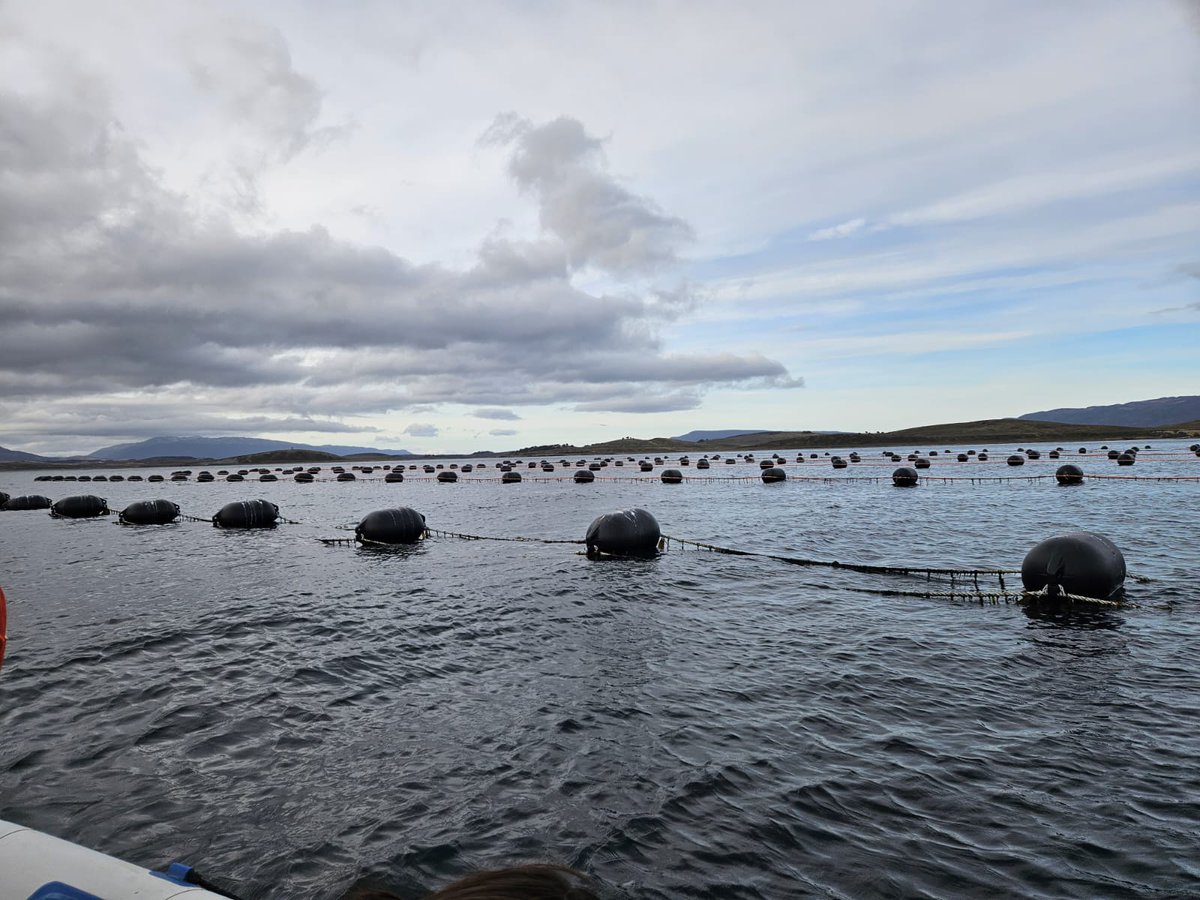 MinProSantaCruz's tweet photo. 🔹Pesca articuló con Tierra del Fuego jornadas de intercambio técnico sobre cultivo de mejillones y toxinas en moluscos para avanzar con la producción acuícola en #SantaCruz
Más info 📷 https://t.co/uEV220nJPt
#MinPro #Pesca https://t.co/EKVSxVb6v7