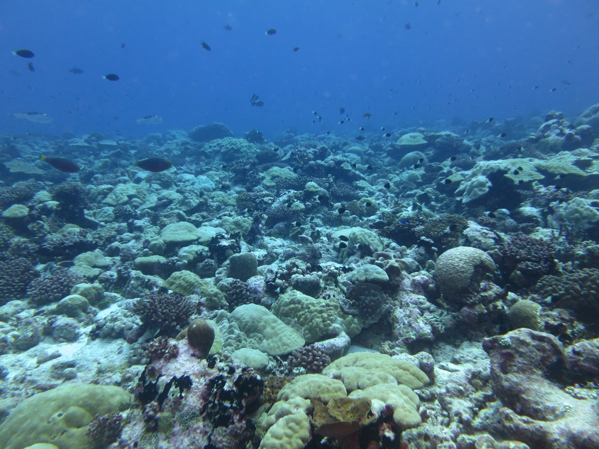 Dr Michelle Taylor (@dr_mtaylor) on Twitter photo You love #coral? You love #genetics? You want a #PhD? You from the UK? Come join the team! #coral connectivity in Indian Ocean. DEADLINE in 3 days (!) - 19th May bit.ly/3pqRUWx
<a href="/CatherineHead14/">Catherine Head</a>
<a href="/leannehepburn/">Prof Leanne Hepburn</a>
<a href="/rmealla/">Dr Reem Al Mealla</a>
<a href="/ResearchEssex/">Research at Essex</a>
<a href="/EssexLifeSci/">School of Life Sciences, University of Essex</a>
Email me for info :) πͺΈ You love #coral? You love #genetics? You want a #PhD? You from the UK? Come join the team! #coral connectivity in Indian Ocean. DEADLINE in 3 days (!) - 19th May bit.ly/3pqRUWx
<a href="/CatherineHead14/">Catherine Head</a>
<a href="/leannehepburn/">Prof Leanne Hepburn</a>
<a href="/rmealla/">Dr Reem Al Mealla</a>
<a href="/ResearchEssex/">Research at Essex</a>
<a href="/EssexLifeSci/">School of Life Sciences, University of Essex</a>
Email me for info :) πͺΈ