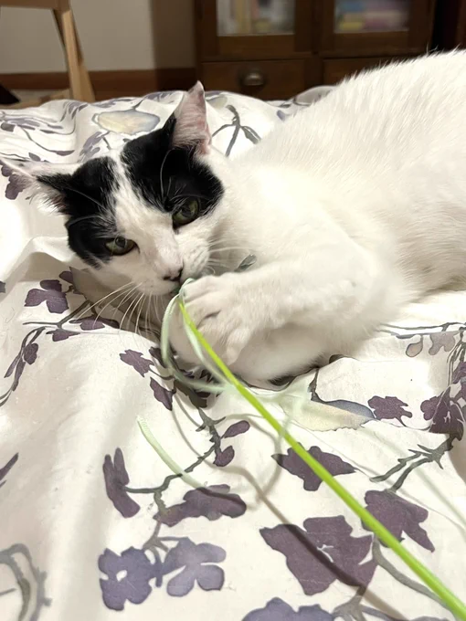 猫と遊んでいます。