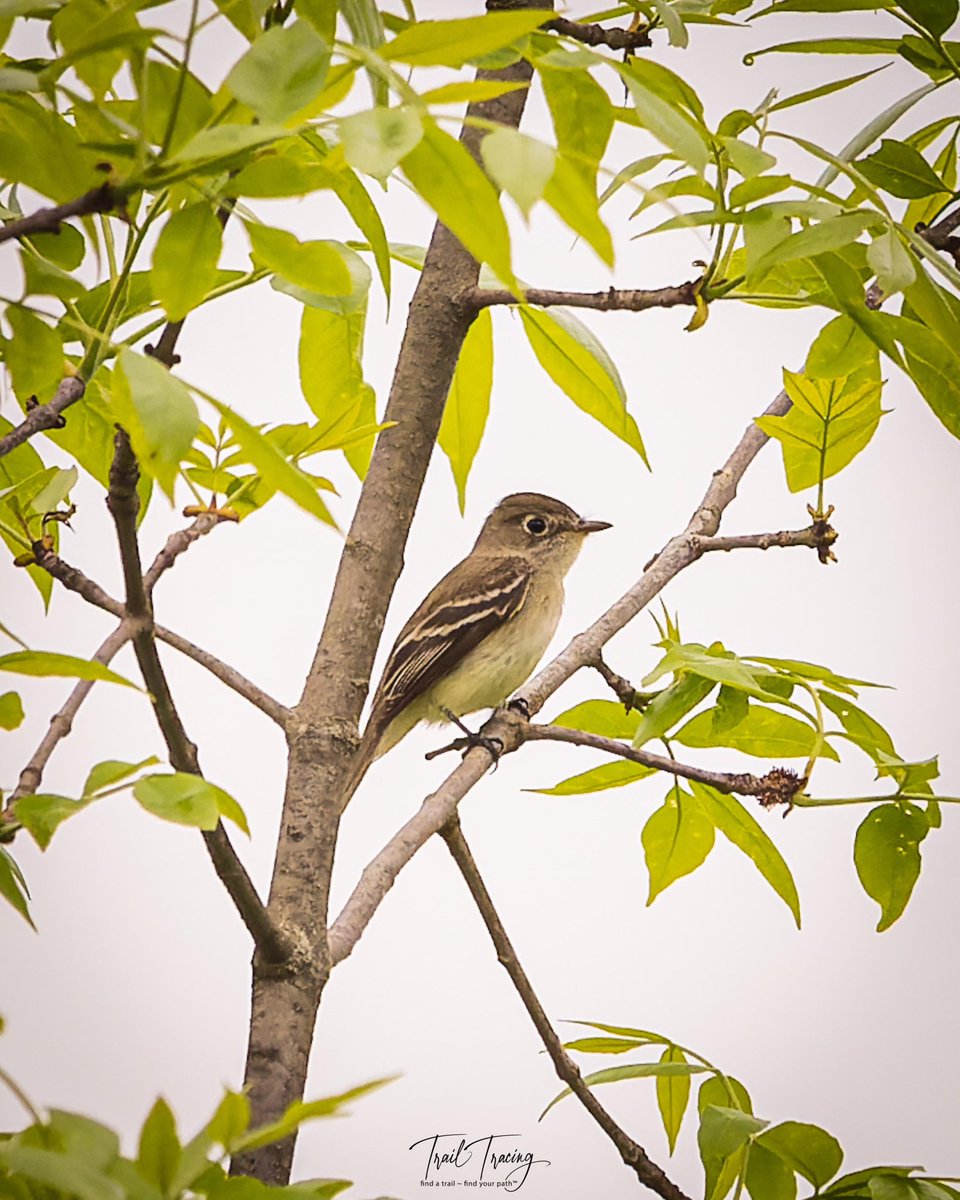 How about another bird picture. And, a very cute bird (IMO)! I believe this is a “flycatcher;” however, I’m unsure which specific kind of flycatcher. Any help will be most appreciated.
#lcfpd #bird #birdid #help #flycatcher #trailtracing #seethingsdifferently #instanature