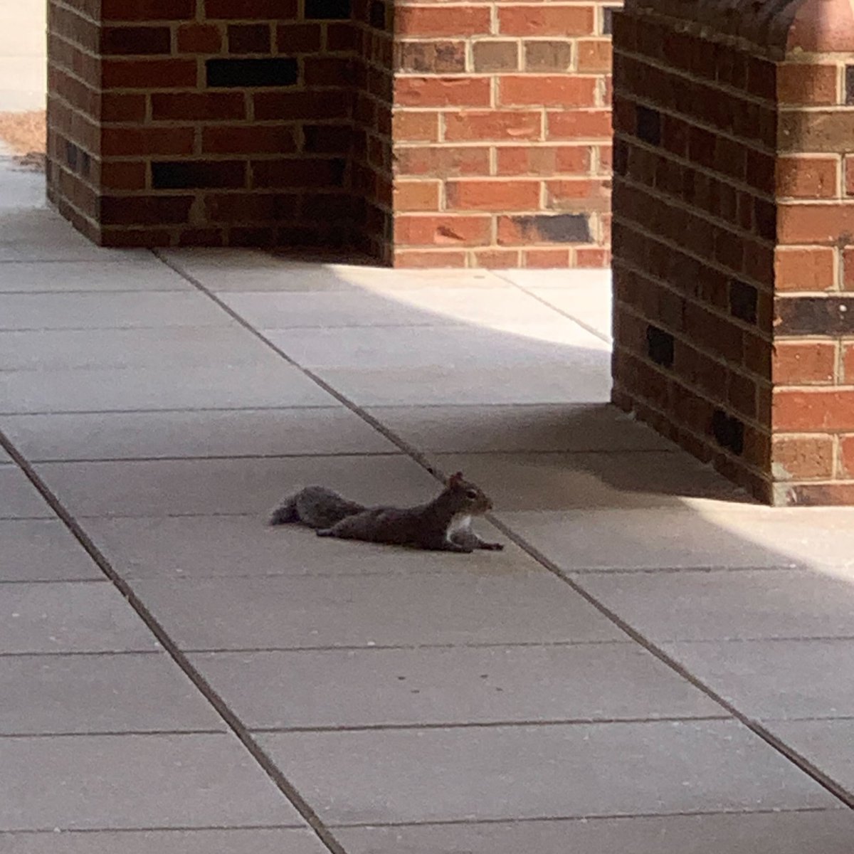 TerryCollege's tweet photo. Summer vibes at @UniversityofGA as the campus squirrels reign supreme!
With students away, these furry little friends are claiming their territory. From acrobatic tree jumps to nut-hoarding masterclasses, they're ruling the campus with cuteness & charm.
#SquirrelTakeover #UGA https://t.co/kaFvgsqXHE
