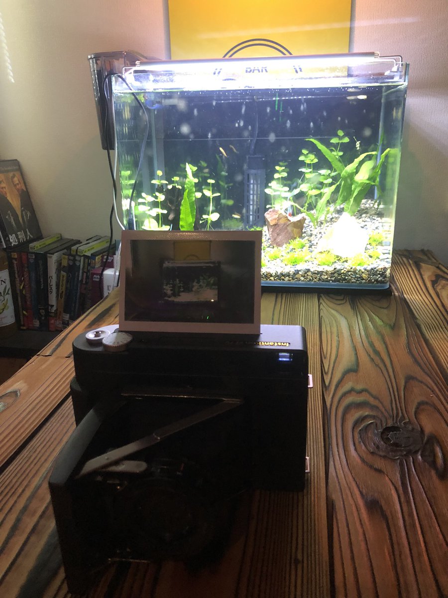 zuruo2's tweet image. イエローフラッグの水槽

#rf70 #instakonrf70 #mintcamera