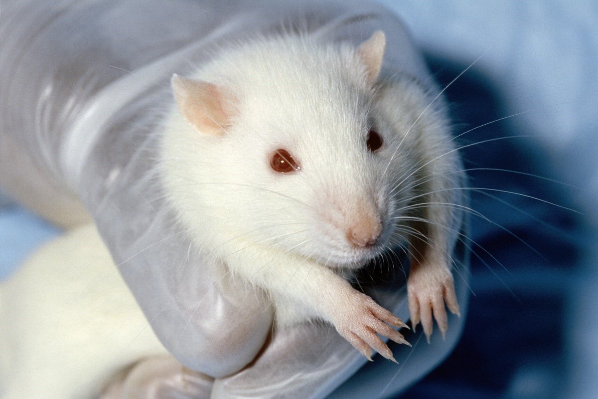 Division 3 of APA (@apadivision3) on Twitter photo Today’s #Div3Feature: In <a href="/APA_Journals/">APA Journals</a> JEP: Animal L&C, Sánchez, <a href="/de_sauras/">Isabel de Brugada Sauras</a>, et al. <a href="/cimcyc/">CIMCYC</a>, show that comparing closely spaced similar stimuli can change the features they hold in common, making them less effective when tested with other stimuli. doi.org/10.1037/xan000… #APA Today’s #Div3Feature: In <a href="/APA_Journals/">APA Journals</a> JEP: Animal L&C, Sánchez, <a href="/de_sauras/">Isabel de Brugada Sauras</a>, et al. <a href="/cimcyc/">CIMCYC</a>, show that comparing closely spaced similar stimuli can change the features they hold in common, making them less effective when tested with other stimuli. doi.org/10.1037/xan000… #APA