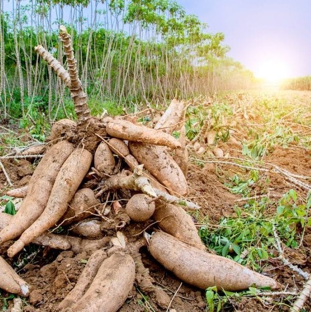 GingerTemperos's tweet photo. A mandioca era o segredo de disposição dos antigos povos indígenas e também passou a ser fonte de energia para muitos dos europeus, que, deste lado do atlântico, trocaram o pão de trigo pelo beiju. https://t.co/KcjvVV6EpO