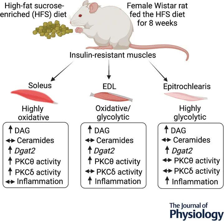 Shailee Jani, Daniel Da Eira and Rolando B. Ceddia (<a href="/MHRC_YorkU/">Muscle Health</a>) investigate how insulin-resistant female rat skeletal muscles display diacylglycerol-mediated protein kinase C activation and inflammation without ceramide accumulation!
📜buff.ly/3I0323g