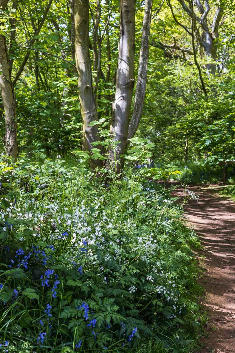 Since October last year I haven't been able to use a full size camera (DSLR or mirrorless) due to PMR. At last managed to get out amongst the bluebells at Everdon yesterday with the EOS-R (and a compact for when I got tired!)