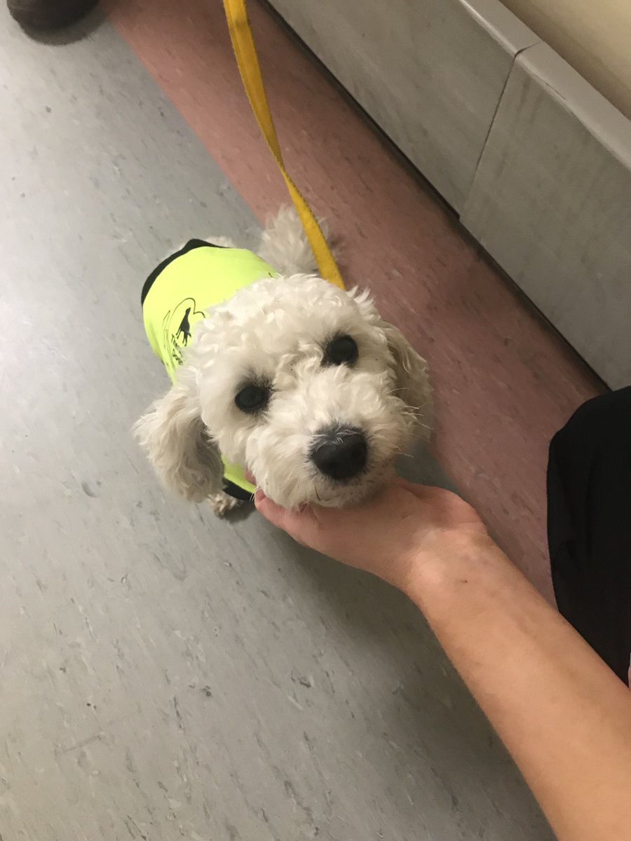 SrJoLo8723's tweet image. Look at this face!  Sammy the PAT Dog has been to see our patients and staff on the Stroke Unit at Scunthorpe General Hospital. #PATdog #patientexperience #NLAG #fourleggedfriends #makeadifference #NLAGvolunteers