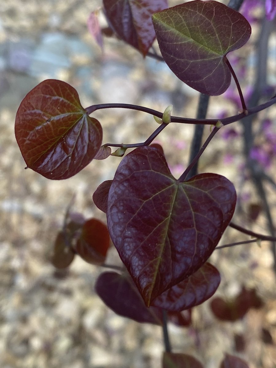 Spring is wonderful! After what felt like a long extended Michigan winter, I’m seeing hearts everywhere! Life is precious! So is nature…!