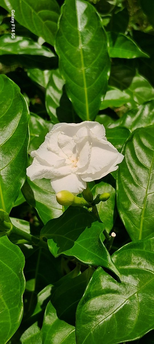 moorthyn350's tweet photo. Our home garden in Kanchipuram (16/05/23)

Mobile photo  :  Samsung Galaxy F14 5G  - f/1.8   1/2070   3.98mm   ISO25. 
#mobilephotography 
#MyPhoto 
#SamsunggalaxyF14 https://t.co/Ukqkdi8qM3