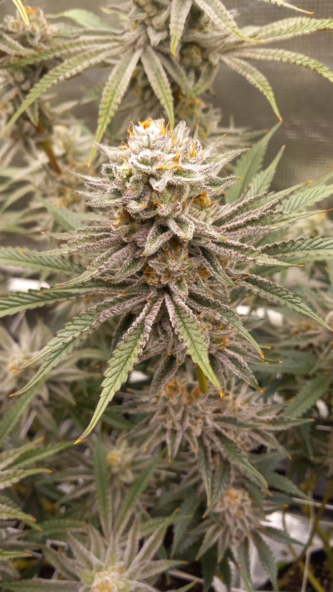 NFSOT Day 46
Dm for information on @beleafcannabiss

@iBEX_Nutrition 

@GorillaGrowTent @OfficialKINDLED @GrowStrongInd 

#Mmemberville #420community #GoatNutes #WeedLovers #CannabisLegalization #cannabislegalisierung #weedgirl #cannabisculture