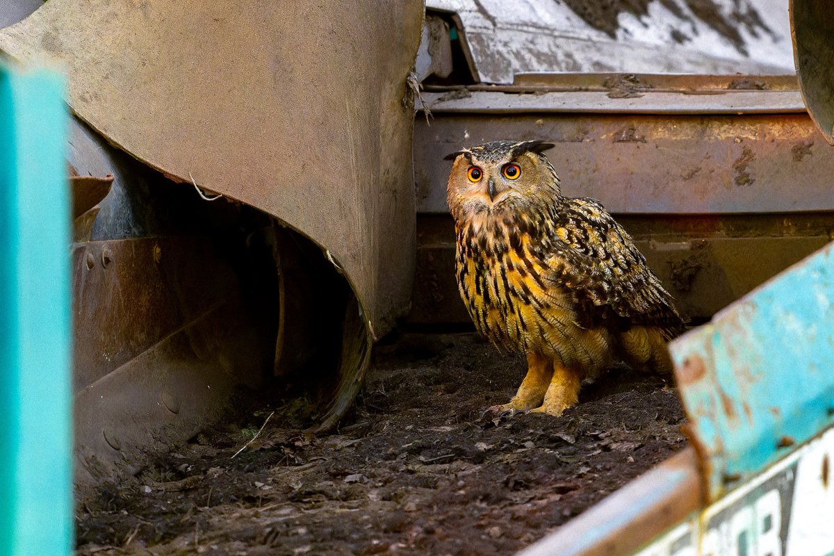 David Lei tweet media