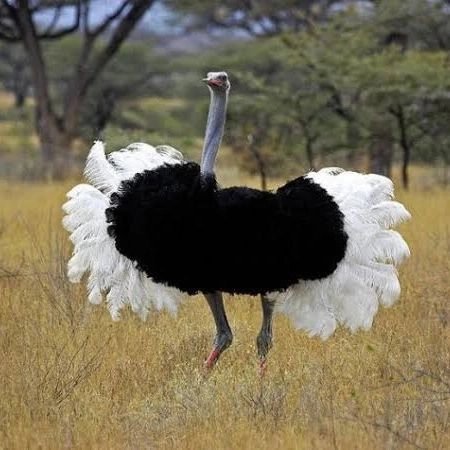 KopeTours's tweet photo. Native to Africa, ostriches are the largest flightless birds.
Found in savanna,desert regions, are omnivores grazing among giraffes, zebras, wildebeest, and gazelles and they eat whatever is available at the time.
📞 0717868110 for birdwatching.
#birdwatching #birdphotography https://t.co/IHcWNfCg82