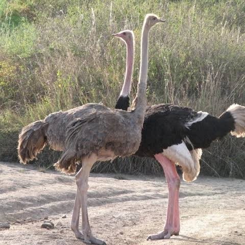 KopeTours's tweet photo. Native to Africa, ostriches are the largest flightless birds.
Found in savanna,desert regions, are omnivores grazing among giraffes, zebras, wildebeest, and gazelles and they eat whatever is available at the time.
📞 0717868110 for birdwatching.
#birdwatching #birdphotography https://t.co/IHcWNfCg82