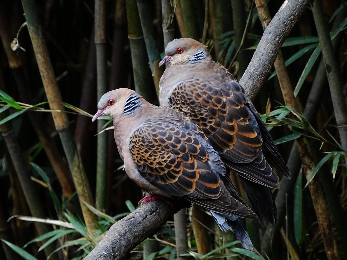 Turtle doves are not named after turtles - the word is derived from their Latin name 'turtur', which is onomatopoeic, based on the sound they make.
#birds #birding #WildNepal #NepalBirds #doves