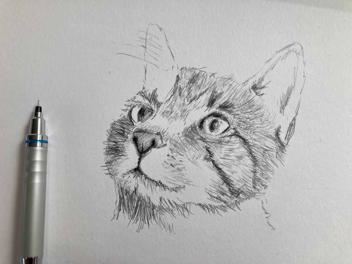 urbancyclist's tweet photo. Brief head clearing sketch at lunchtime (until the lead ran out, bah!). #sketch #drawing #catsketch #petportrait #tabby #pencilsketch https://t.co/9BY4LJUkIx
