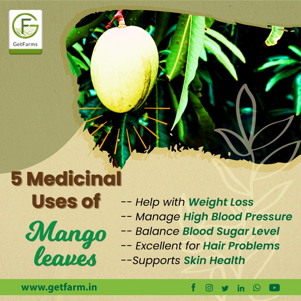 GetFarms's tweet photo. A Natural Source of Healing: Discover the Amazing Health Benefits of Mango Leaves. #medicinaluses #healthy #MangoLeaves #getfarms #wealth #healthylifestyle #farmhouse #farms #farm #farmlife #farming #farminglife #agriculture #organic #lifes #nature #farmland #organicfarming https://t.co/0bL5mOP26p
