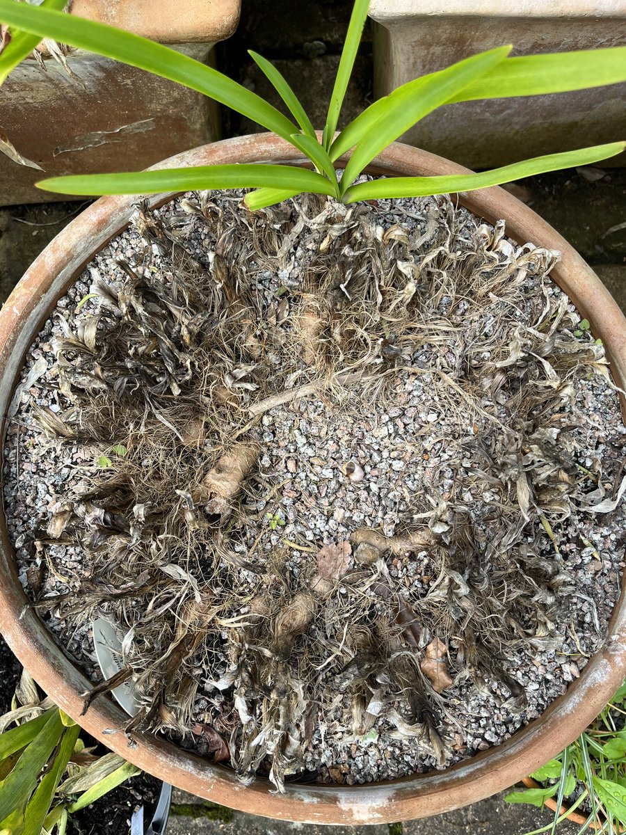 Sophie’s in the garden 🐝🌱💚🌸 🐦 tweet media