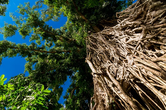 Umbraco Leeds (@umbleeds) on Twitter photo ๐ Navigating the Umbraco 7 end of life? No worries! Join our special talk on The Strangler Fig in Leeds <a href="/NetConstruct/">NetConstruct Ltd</a> and learn how to upgrade your application seamlessly! Register here: buff.ly/3O0DO8B #Umbraco #Upgrade #StranglerFig ๐ Navigating the Umbraco 7 end of life? No worries! Join our special talk on The Strangler Fig in Leeds <a href="/NetConstruct/">NetConstruct Ltd</a> and learn how to upgrade your application seamlessly! Register here: buff.ly/3O0DO8B #Umbraco #Upgrade #StranglerFig