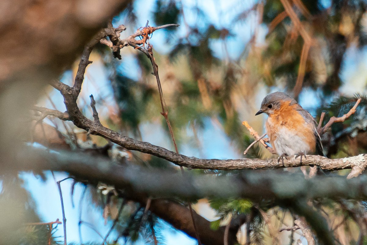acciosuki's tweet image. Big week to be a bird.

#birding #birdwatching #brooklyn #UpstateNY #birdphotography #easternphoebe #yellowwarbler #baltimoreoriole #easternbluebird