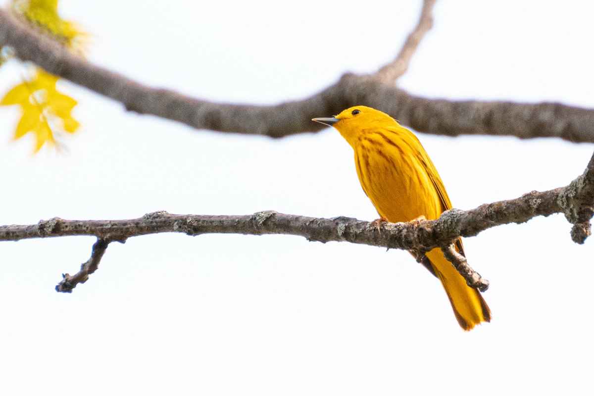 acciosuki's tweet image. Big week to be a bird.

#birding #birdwatching #brooklyn #UpstateNY #birdphotography #easternphoebe #yellowwarbler #baltimoreoriole #easternbluebird