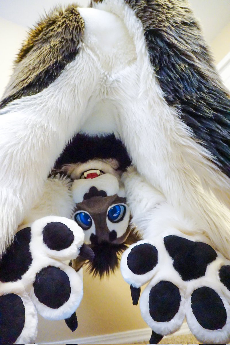 Gengi Cabbit tweet media