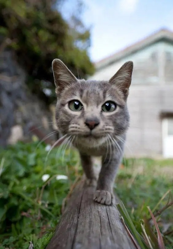 John_Yorkton's tweet photo. Model walking on catwalk. #nature #life #cat #kitten #pet #picture #photo #ainimal https://t.co/GzQbK8uLhU