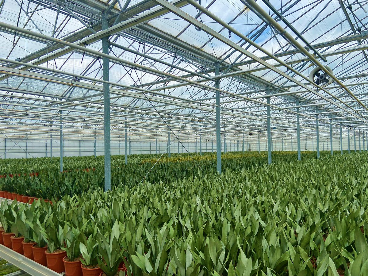 Alweco's tweet photo. Nieuwe ondernemers in de glastuinbouw, dat vinden we mooi. Want dat betekent nieuwe inzichten, nieuwe netwerken en nieuwe ideeën. Daarom vinden we het heel mooi dat we voor groene potplantenteler COAGROW een schermsysteem mochten installeren in hun kas.

https://t.co/Um5xRQbGim https://t.co/In2oqG7Ng0