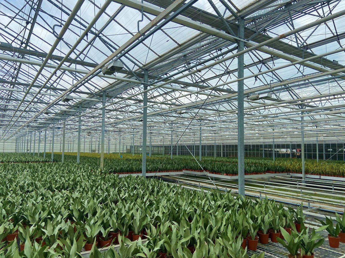 Alweco's tweet photo. Nieuwe ondernemers in de glastuinbouw, dat vinden we mooi. Want dat betekent nieuwe inzichten, nieuwe netwerken en nieuwe ideeën. Daarom vinden we het heel mooi dat we voor groene potplantenteler COAGROW een schermsysteem mochten installeren in hun kas.

https://t.co/Um5xRQbGim https://t.co/In2oqG7Ng0