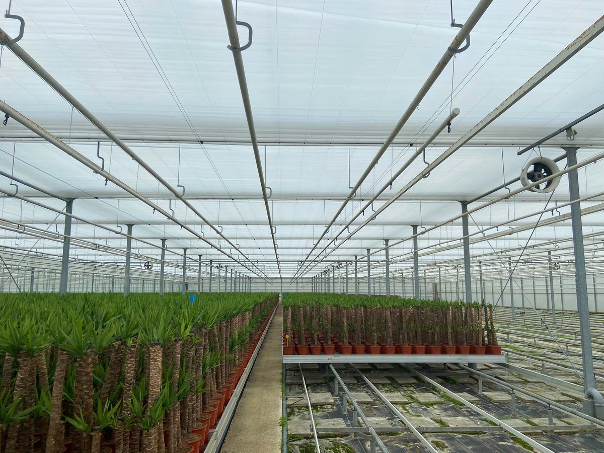 Alweco's tweet photo. Nieuwe ondernemers in de glastuinbouw, dat vinden we mooi. Want dat betekent nieuwe inzichten, nieuwe netwerken en nieuwe ideeën. Daarom vinden we het heel mooi dat we voor groene potplantenteler COAGROW een schermsysteem mochten installeren in hun kas.

https://t.co/Um5xRQbGim https://t.co/In2oqG7Ng0