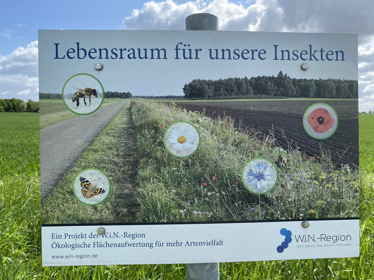 clara_steiner's tweet photo. Lebensraum für unsere Insekten 🦋🐝 Kleine Dinge haben große Auswirkungen und wir brauchen viel mehr davon 🌸 https://t.co/nI5T2p1ebn