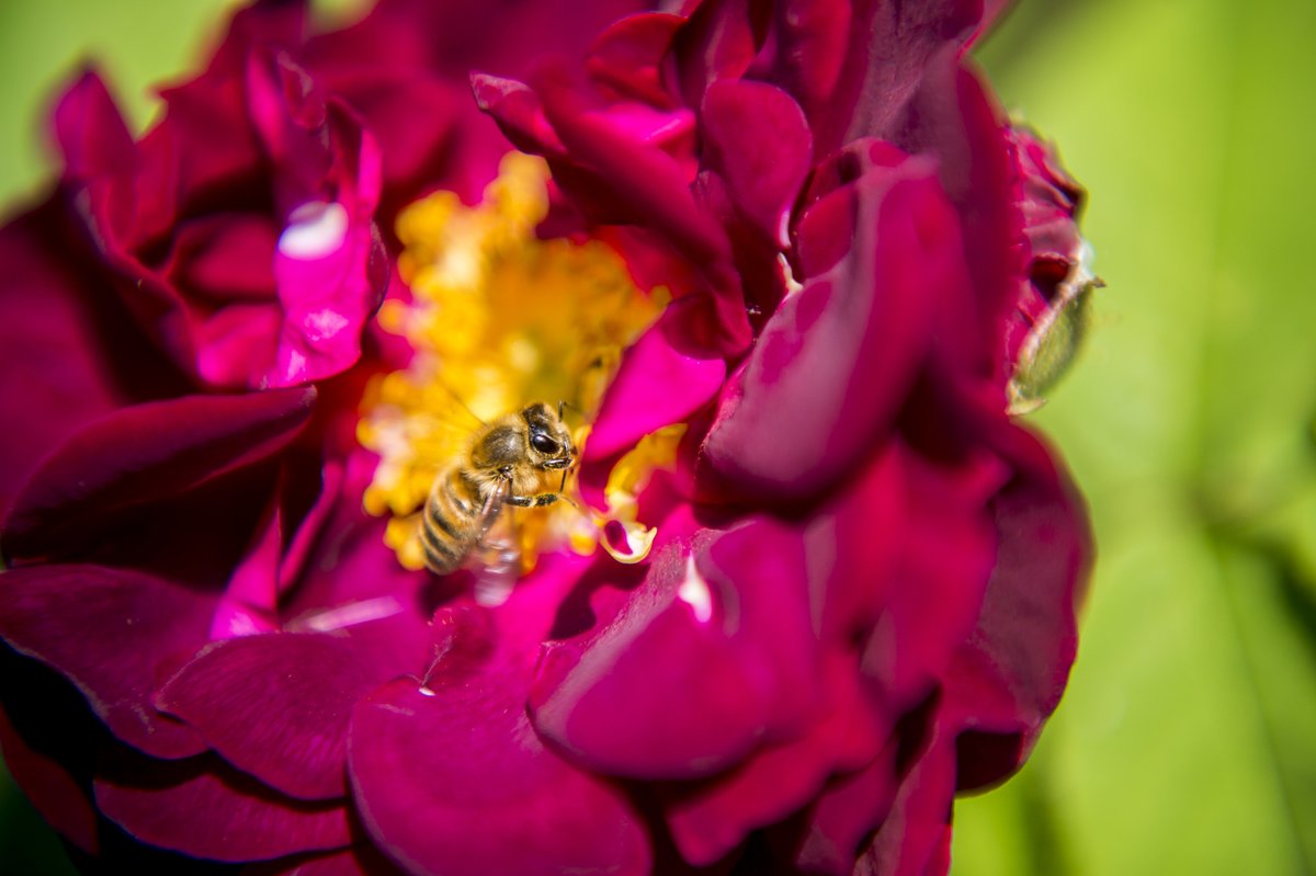 Fondoambiente's tweet photo. 🐝 Oggi è la Giornata Mondiale delle #Api ma noi le celebriamo ogni giorno.

Con il progetto #ApineiBeni mettiamo a disposizione agli apicoltori lo spazio per allevare nuove colonie in un ambiente pulito, sicuro e ricco di biodiversità.

Scopri di più https://t.co/Y7xHU2dSW0 https://t.co/b2Qh4wavF1