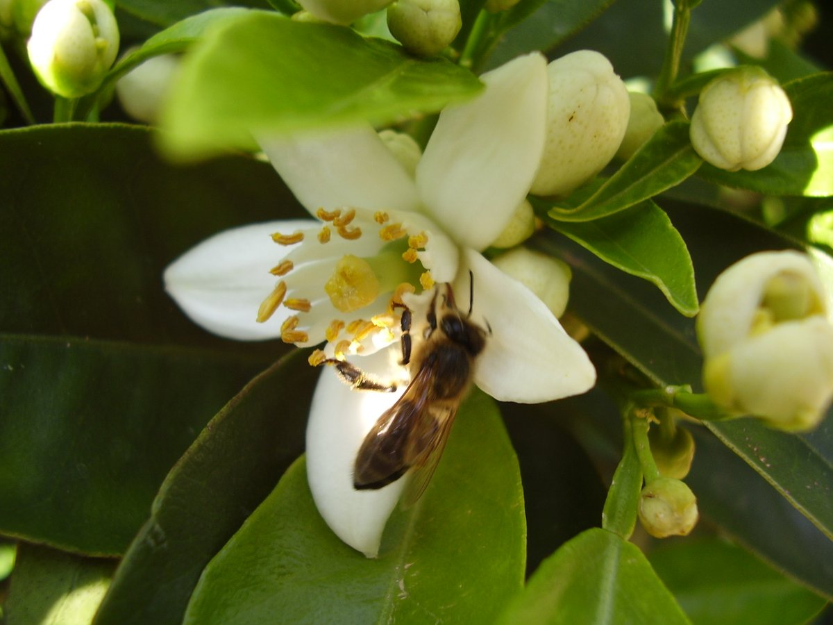 Fondoambiente's tweet photo. 🐝 Oggi è la Giornata Mondiale delle #Api ma noi le celebriamo ogni giorno.

Con il progetto #ApineiBeni mettiamo a disposizione agli apicoltori lo spazio per allevare nuove colonie in un ambiente pulito, sicuro e ricco di biodiversità.

Scopri di più https://t.co/Y7xHU2dSW0 https://t.co/b2Qh4wavF1