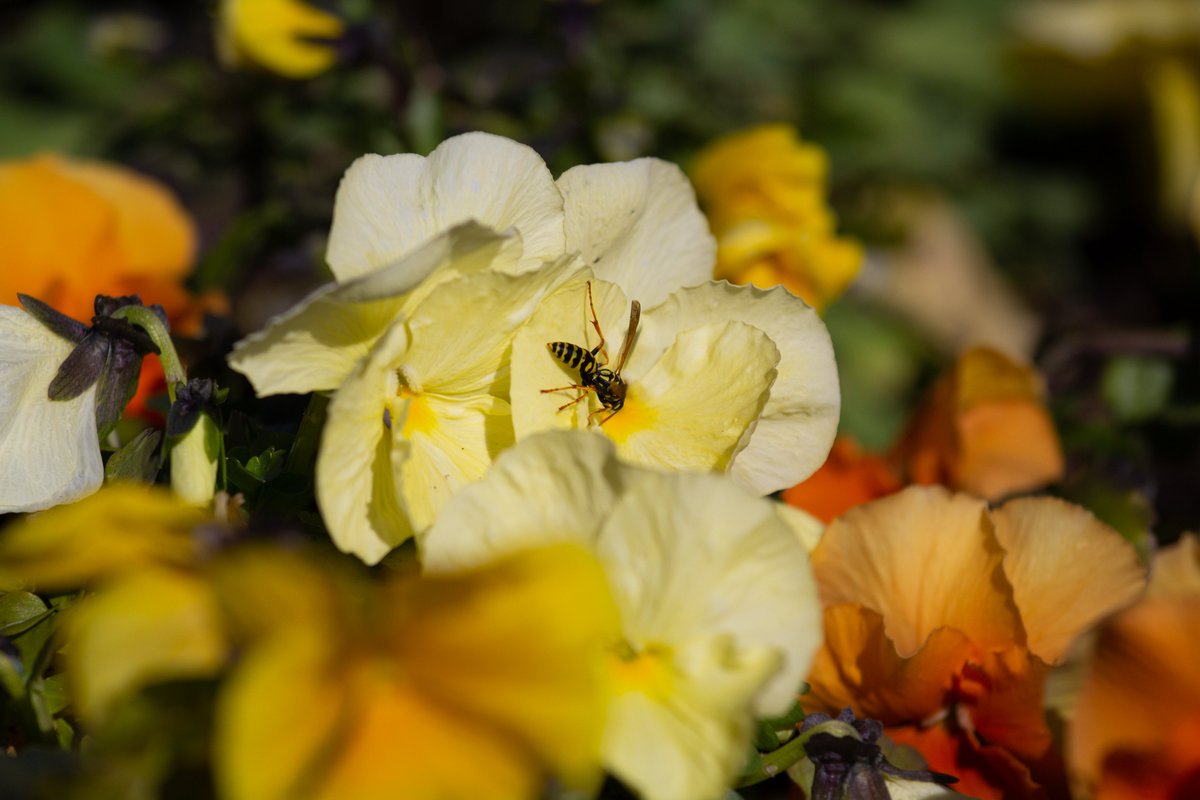 Fondoambiente's tweet photo. 🐝 Oggi è la Giornata Mondiale delle #Api ma noi le celebriamo ogni giorno.

Con il progetto #ApineiBeni mettiamo a disposizione agli apicoltori lo spazio per allevare nuove colonie in un ambiente pulito, sicuro e ricco di biodiversità.

Scopri di più https://t.co/Y7xHU2dSW0 https://t.co/b2Qh4wavF1