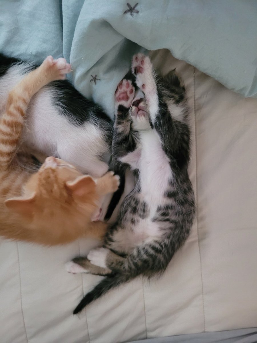 bodeum_anseong's tweet photo. 봉이 어머니 어디계신가요????
이 잔망스러운 모습을 좀 보세요!!!!

벌써 맘마도 혼자 잘먹고 장실도 가리고
스크레쳐도 타고 올라가요 ㅋㅋ

#입영홍보중 https://t.co/EJ7dg3N6O9