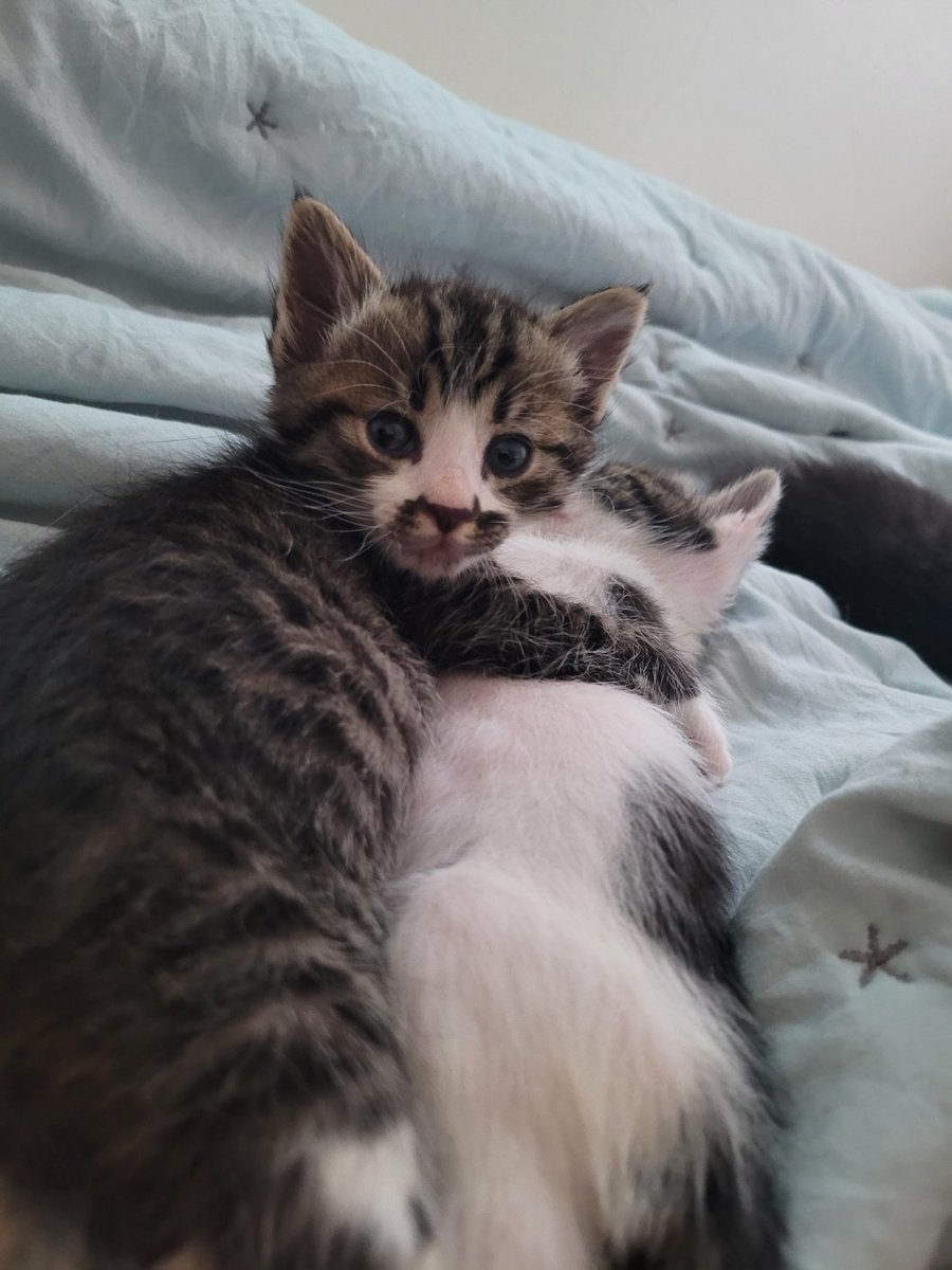 bodeum_anseong's tweet photo. 봉이 어머니 어디계신가요????
이 잔망스러운 모습을 좀 보세요!!!!

벌써 맘마도 혼자 잘먹고 장실도 가리고
스크레쳐도 타고 올라가요 ㅋㅋ

#입영홍보중 https://t.co/EJ7dg3N6O9