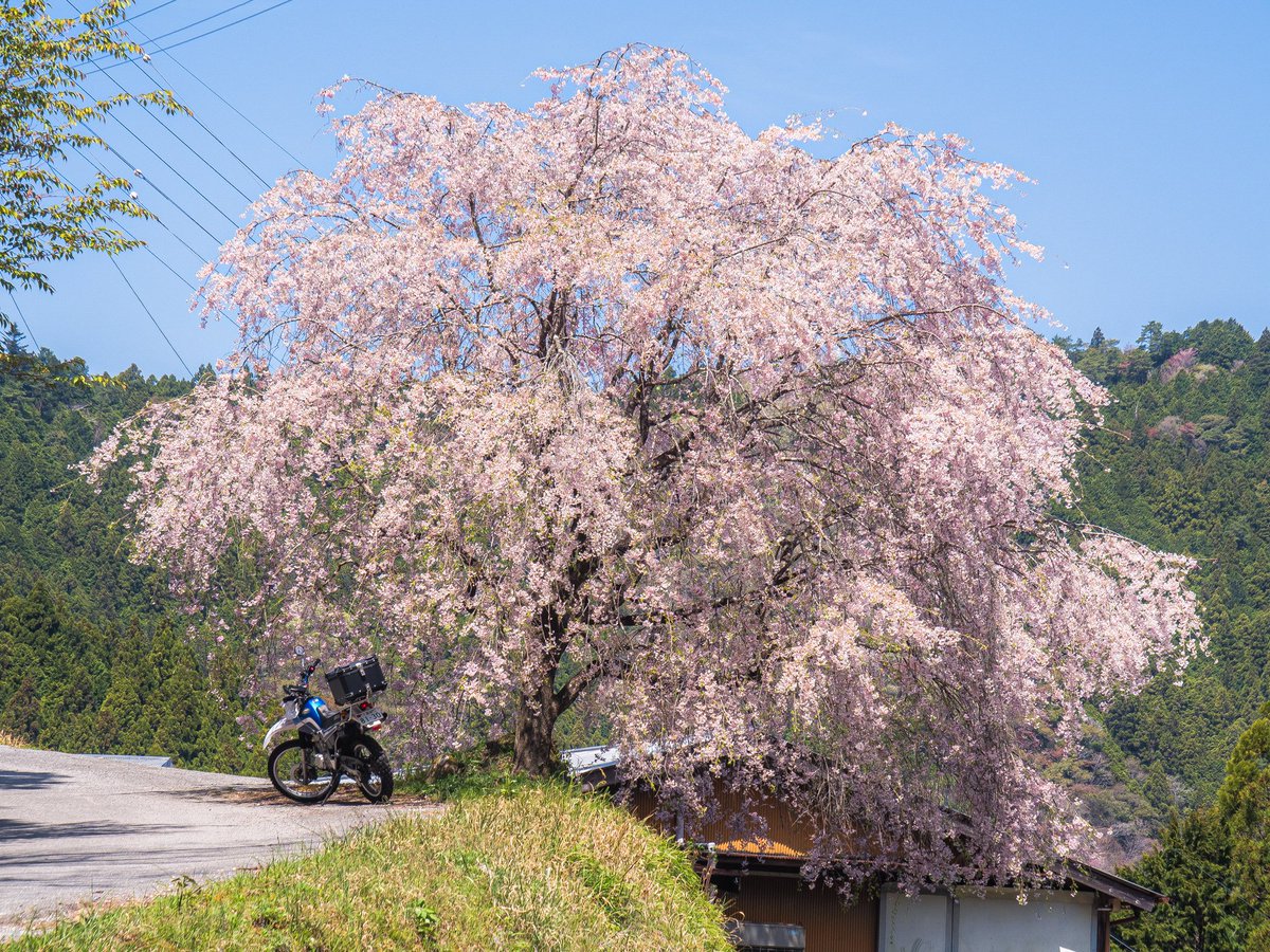 久しぶりのセローに乗って⁡
⁡咲いちゅ～か解らんけど
⁡去年も行った､頓定のしだれ桜にを見に行くと満開に🌸⁡

⁡見事な枝垂れ桜⤴⁡

⁡⁡2022年4月10日(日)

#過去pic
#セロー  #YAMAHAが美しい
#バイクのある風景
#キリトリセカイ 
⁡#カメラ好きと繋がりたい
⁡#写真好きな人と繋がりたい