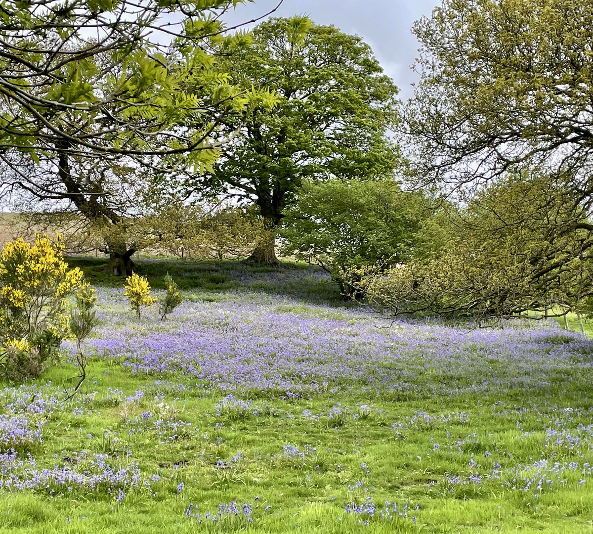 Beautiful bluebells and gorse this morning <a href="/NorthYorkMoors/">North York Moors NP</a> #spring