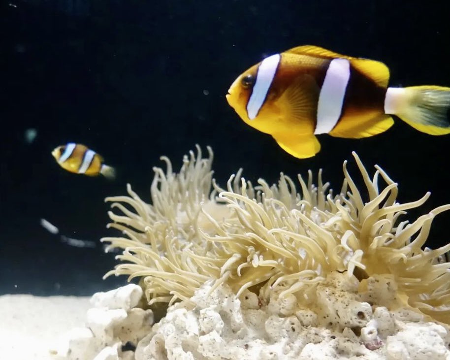 お友達とご飯食べたあとノリできた夜の水族館🐟夜は夜でまた雰囲気がいいね✨水族館ってなんか癒される〜😌