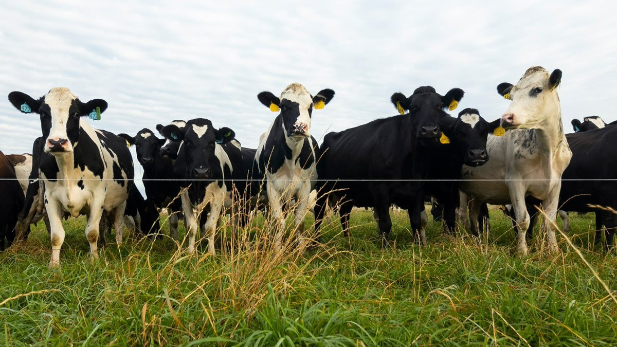 GeorgiaTwine's tweet photo. Milk prices near bottom for 2023 https://t.co/1EeATomzAi https://t.co/vOFMssQqFW