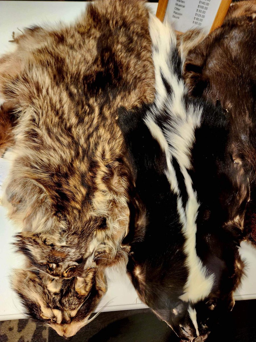 MazyIndigenous's tweet photo. #mazywayindigenous now stocks Ontario Métis harvested furs. Coyote, beaver, muskrat, marten, raccoon and skunk in stock #metisproud https://t.co/hgqyEAhol3