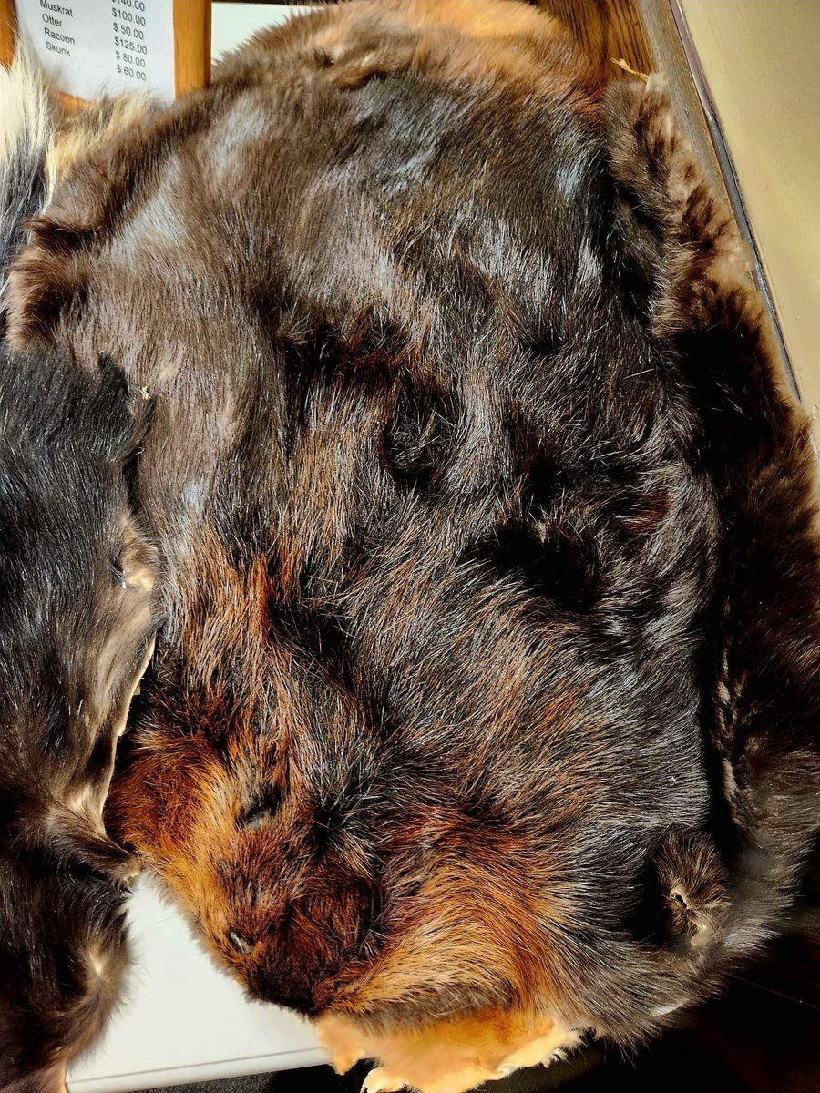 MazyIndigenous's tweet photo. #mazywayindigenous now stocks Ontario Métis harvested furs. Coyote, beaver, muskrat, marten, raccoon and skunk in stock #metisproud https://t.co/hgqyEAhol3