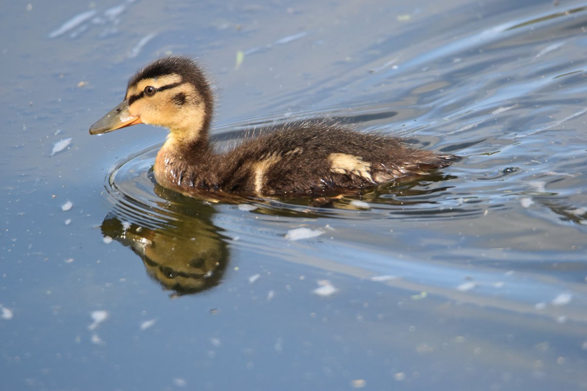 Ducklings, newtownmountkennedy #wildlife #ThePhotoHour #vmweather #wicklow #Ireland